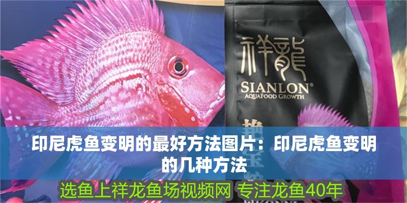 印尼虎魚變明的最好方法圖片：印尼虎魚變明的幾種方法