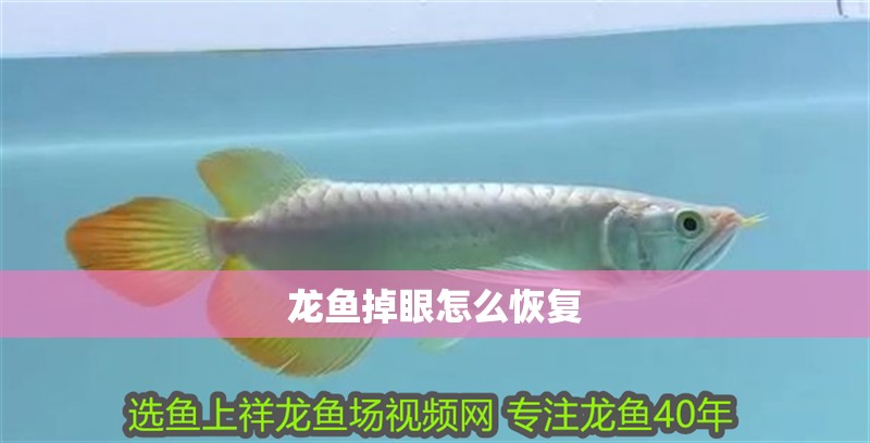 龍魚掉眼怎么恢復