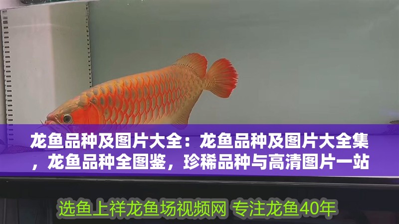 龍魚(yú)品種及圖片大全：龍魚(yú)品種及圖片大全集，龍魚(yú)品種全圖鑒，珍稀品種與高清圖片一站式解析