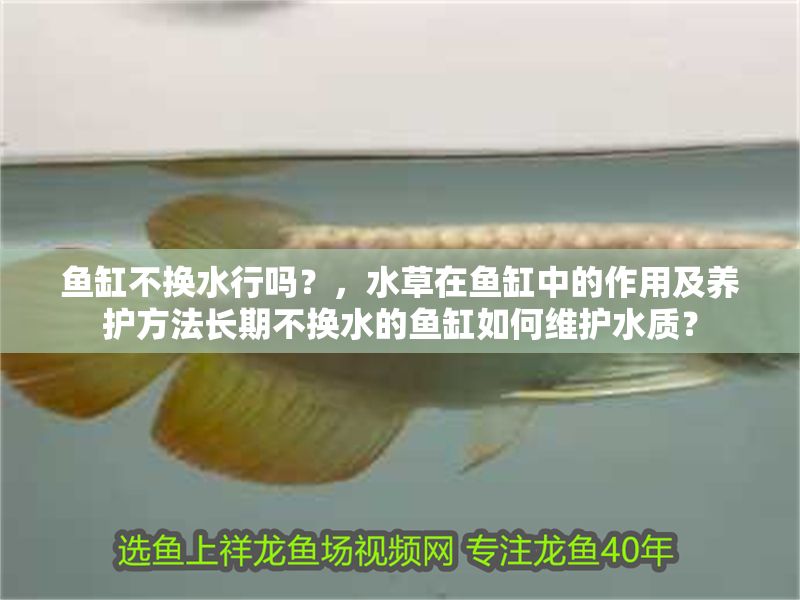 魚缸不換水行嗎？，水草在魚缸中的作用及養護方法長期不換水的魚缸如何維護水質？