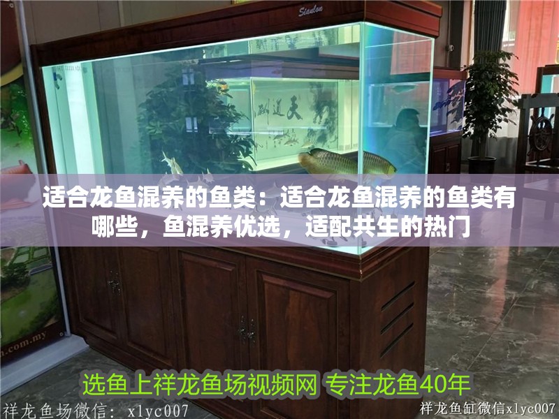 適合龍魚混養的魚類：適合龍魚混養的魚類有哪些，魚混養優選，適配共生的熱門