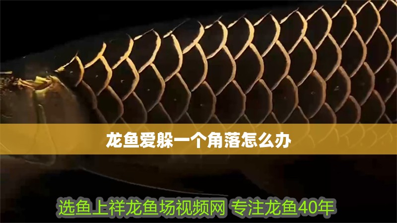 龍魚愛躲一個角落怎么辦