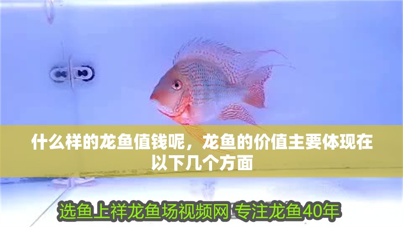 什么樣的龍魚值錢呢，龍魚的價值主要體現在以下幾個方面