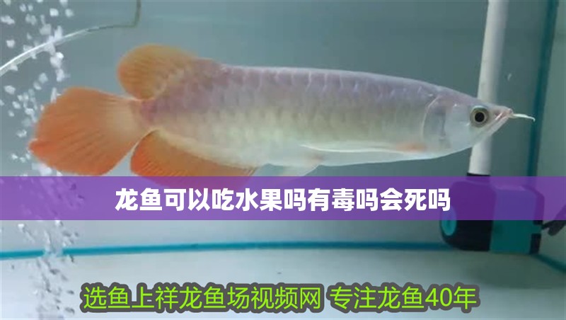 龍魚可以吃水果嗎有毒嗎會死嗎