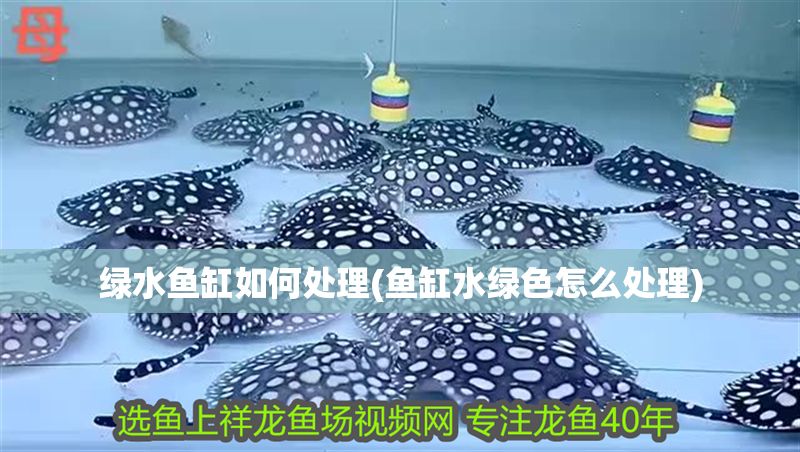 綠水魚缸如何處理(魚缸水綠色怎么處理) 綠水魚缸如何處理(魚缸水綠色怎么處理) 元寶鳳凰魚百科 第1張