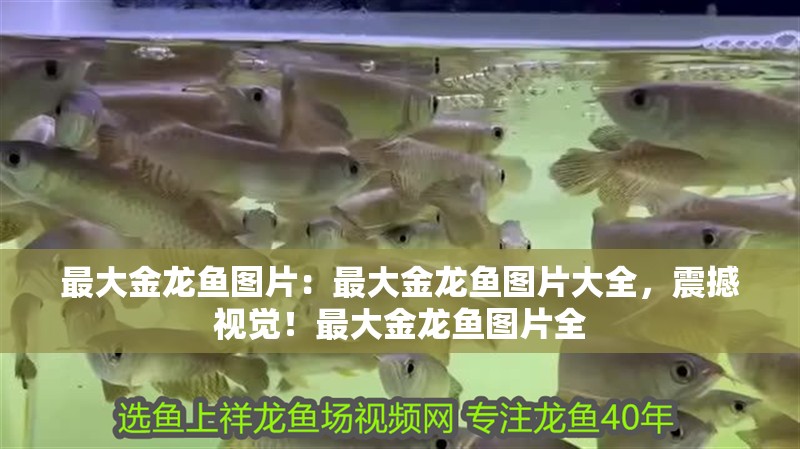 最大金龍魚圖片：最大金龍魚圖片大全，震撼視覺！最大金龍魚圖片全