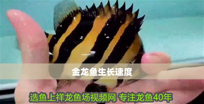 金龍魚生長速度