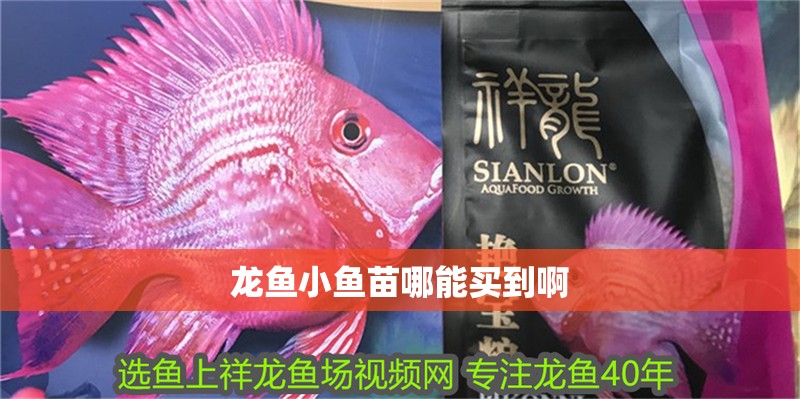 龍魚小魚苗哪能買到啊