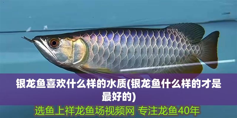 銀龍魚喜歡什么樣的水質(銀龍魚什么樣的才是最好的)