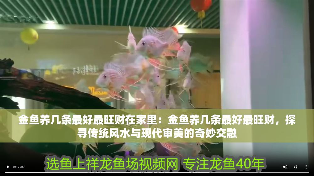 金魚養幾條最好最旺財在家里：金魚養幾條最好最旺財，探尋傳統風水與現代審美的奇妙交融