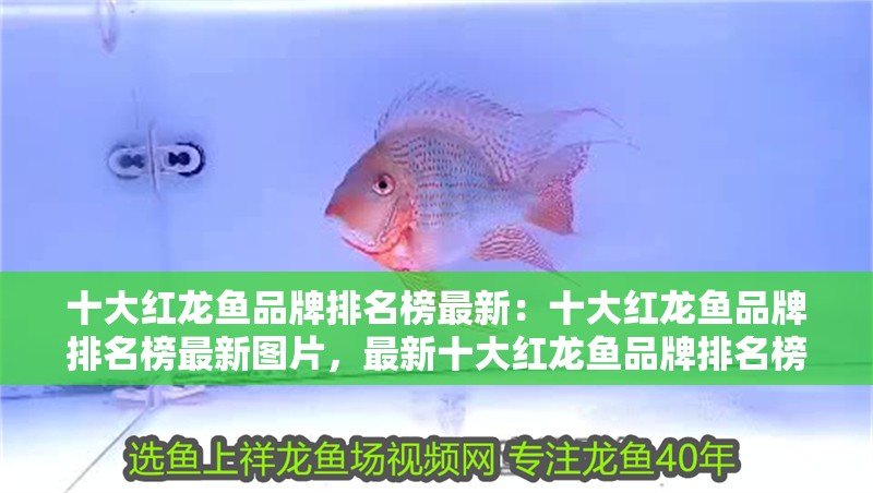 十大紅龍魚品牌排名榜最新：十大紅龍魚品牌排名榜最新圖片，最新十大紅龍魚品牌排名榜及