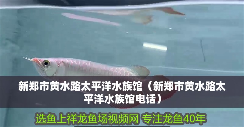 新鄭市黃水路太平洋水族館(新鄭市黃水路太平洋水族館電話) 全國水族館企業名錄 第2張 新鄭市黃水路太平洋水族館(新鄭市黃水路太平洋水族館電話) 新鄭市黃水路太平洋水族館(新鄭市黃水路太平洋水族館電話) 全國水族館企業名錄 第2張