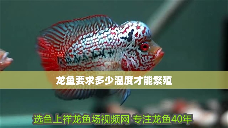 龍魚(yú)要求多少溫度才能繁殖