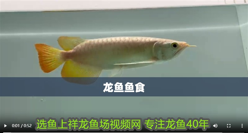 龍魚魚食