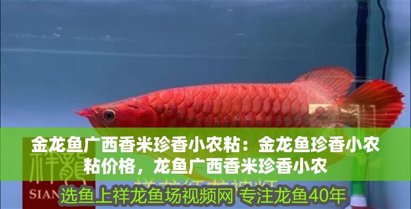 金龍魚廣西香米珍香小農粘：金龍魚珍香小農粘價格，龍魚廣西香米珍香小農