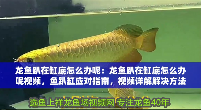龍魚趴在缸底怎么辦呢：龍魚趴在缸底怎么辦呢視頻，魚趴缸應(yīng)對指南，視頻詳解解決方法