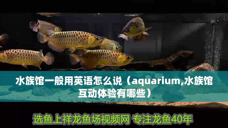 水族館一般用英語怎么說（aquarium,水族館互動體驗有哪些）