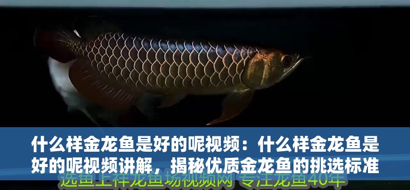 什么樣金龍魚是好的呢視頻：什么樣金龍魚是好的呢視頻講解，揭秘優質金龍魚的挑選標準——
