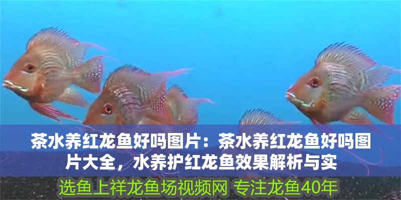 魚缸的沉木怎么處理好呢(魚缸沉木如何處理)