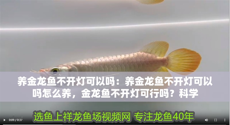 養(yǎng)金龍魚不開燈可以嗎：養(yǎng)金龍魚不開燈可以嗎怎么養(yǎng)，金龍魚不開燈可行嗎？科學(xué)