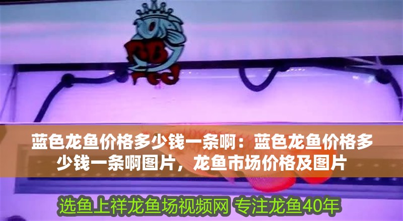 藍色龍魚價格多少錢一條啊：藍色龍魚價格多少錢一條啊圖片，龍魚市場價格及圖片