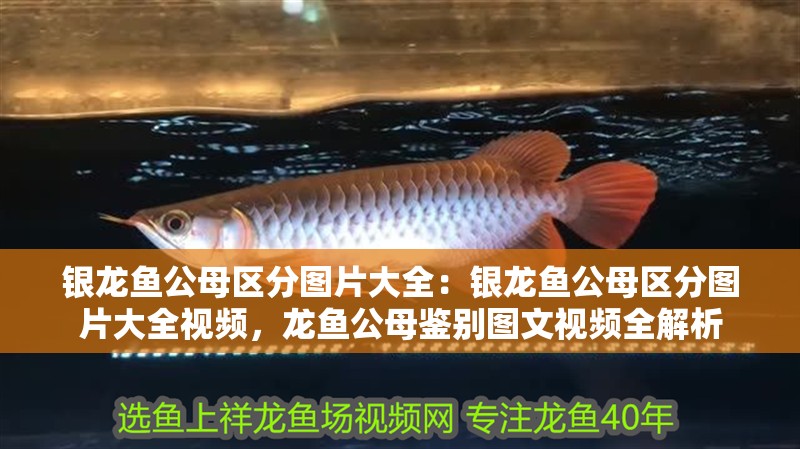 銀龍魚公母區分圖片大全：銀龍魚公母區分圖片大全視頻，龍魚公母鑒別圖文視頻全解析