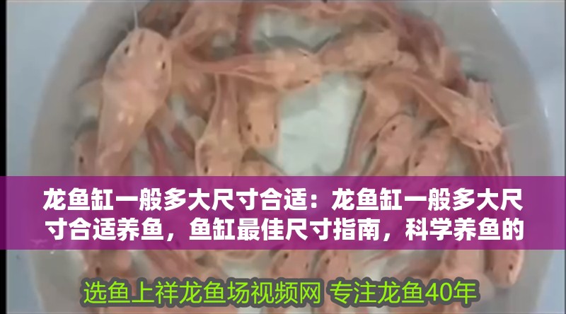 龍魚缸一般多大尺寸合適：龍魚缸一般多大尺寸合適養(yǎng)魚，魚缸最佳尺寸指南，科學(xué)養(yǎng)魚的空間 龍魚缸一般多大尺寸合適：龍魚缸一般多大尺寸合適養(yǎng)魚，魚缸最佳尺寸指南，科學(xué)養(yǎng)魚的空間 水族問(wèn)答