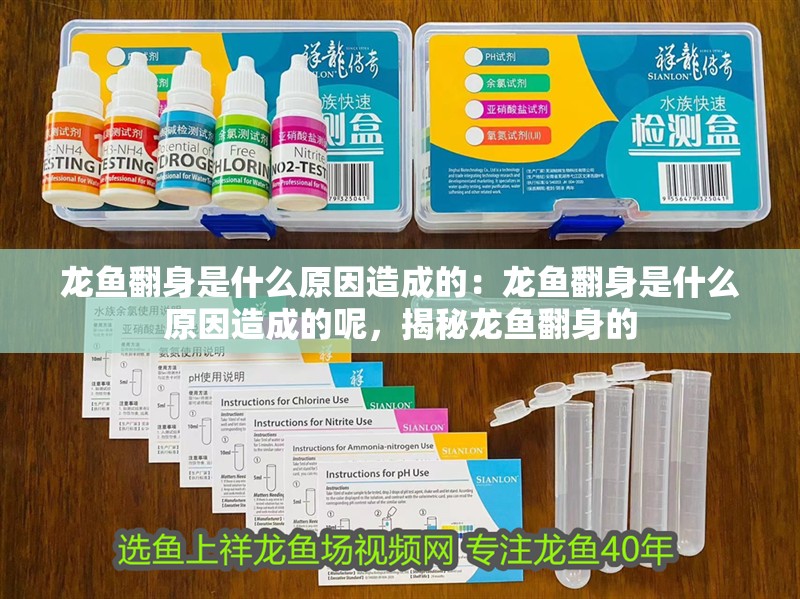 龍魚翻身是什么原因造成的：龍魚翻身是什么原因造成的呢，揭秘龍魚翻身的