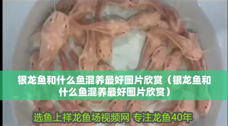 銀龍魚和什么魚混養最好圖片欣賞（銀龍魚和什么魚混養最好圖片欣賞）