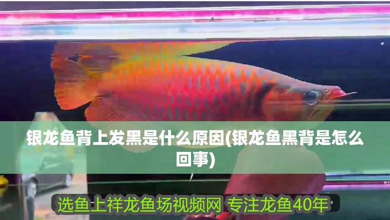 銀龍魚背上發黑是什么原因(銀龍魚黑背是怎么回事)
