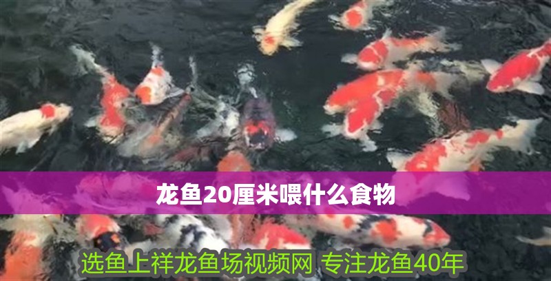 龍魚20厘米喂什么食物