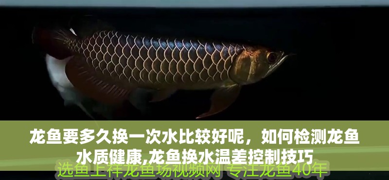 龍魚要多久換一次水比較好呢，如何檢測龍魚水質健康,龍魚換水溫差控制技巧