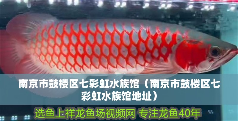 南京市鼓樓區七彩虹水族館（南京市鼓樓區七彩虹水族館地址）