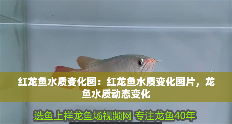 紅龍魚水質變化圖：紅龍魚水質變化圖片，龍魚水質動態變化