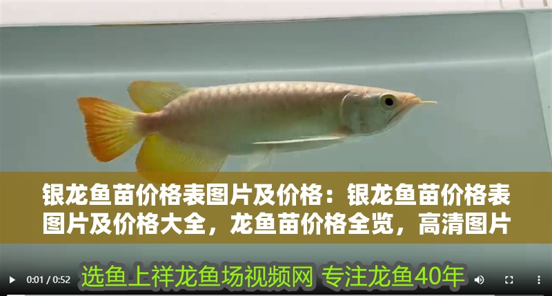 銀龍魚苗價格表圖片及價格:銀龍魚苗價格表圖片及價格大全,龍魚苗價格全覽,高清圖片與詳細(xì)報價一覽表 水族問答 銀龍魚苗價格表圖片及價格:銀龍魚苗價格表圖片及價格大全,龍魚苗價格全覽,高清圖片與詳細(xì)報價一覽表 銀龍魚苗價格表圖片及價格:銀龍魚苗價格表圖片及價格大全,龍魚苗價格全覽,高清圖片與詳細(xì)報價一覽表 水族問答