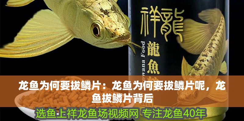 龍魚為何要拔鱗片：龍魚為何要拔鱗片呢，龍魚拔鱗片背后