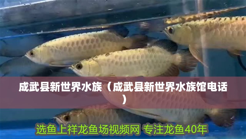 成武縣新世界水族（成武縣新世界水族館電話）