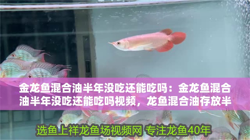 金龍魚混合油半年沒吃還能吃嗎：金龍魚混合油半年沒吃還能吃嗎視頻，龍魚混合油存放半年是否仍可