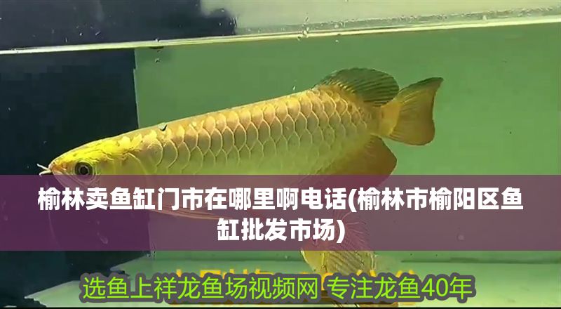 榆林賣魚缸門市在哪里啊電話(榆林市榆陽區魚缸批發市場)