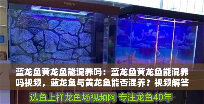藍龍魚黃龍魚能混養嗎：藍龍魚黃龍魚能混養嗎視頻，藍龍魚與黃龍魚能否混養？視頻解答