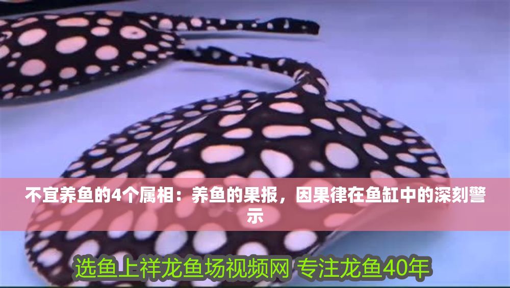 不宜養魚的4個屬相：養魚的果報，因果律在魚缸中的深刻警示