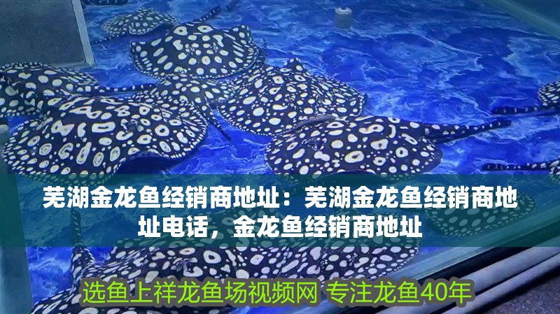 蕪湖金龍魚經銷商地址：蕪湖金龍魚經銷商地址電話，金龍魚經銷商地址