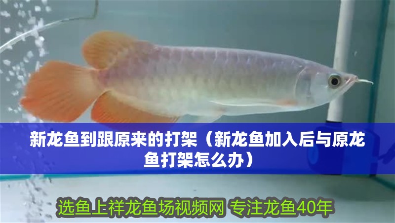 新龍魚到跟原來的打架（新龍魚加入后與原龍魚打架怎么辦）