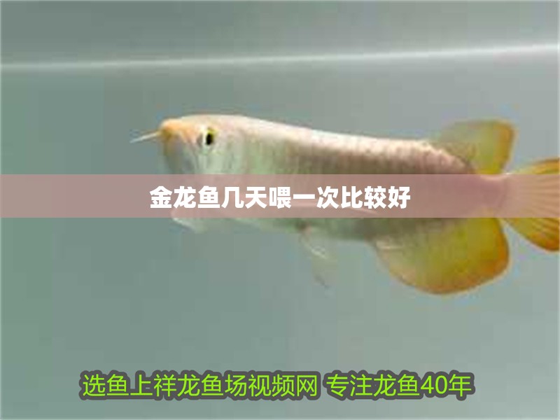 金龍魚幾天喂一次比較好