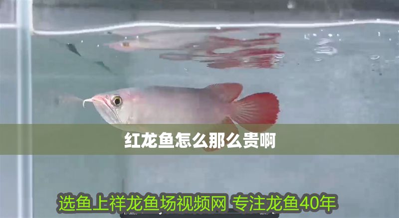 紅龍魚怎么那么貴啊