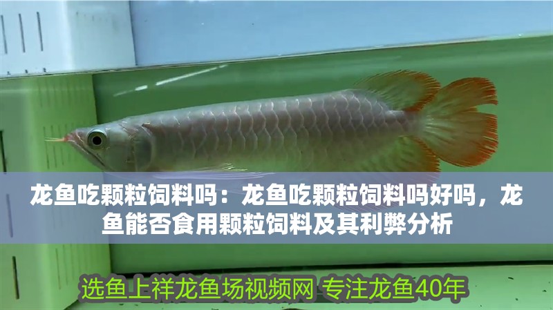 龍魚吃顆粒飼料嗎：龍魚吃顆粒飼料嗎好嗎，龍魚能否食用顆粒飼料及其利弊分析