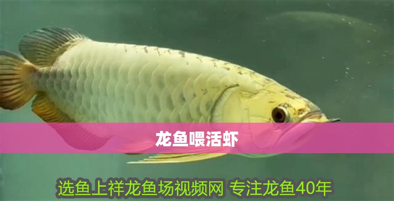 龍魚喂活蝦