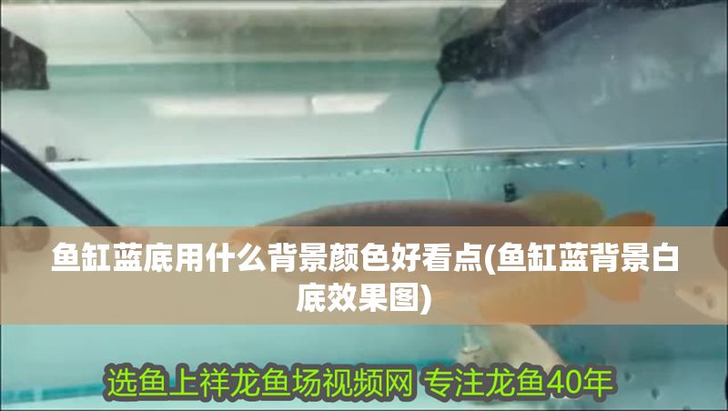 魚缸藍(lán)底用什么背景顏色好看點(diǎn)(魚缸藍(lán)背景白底效果圖)