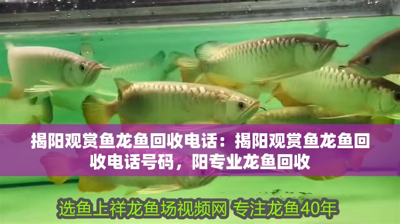 揭陽觀賞魚龍魚回收電話：揭陽觀賞魚龍魚回收電話號碼，陽專業龍魚回收