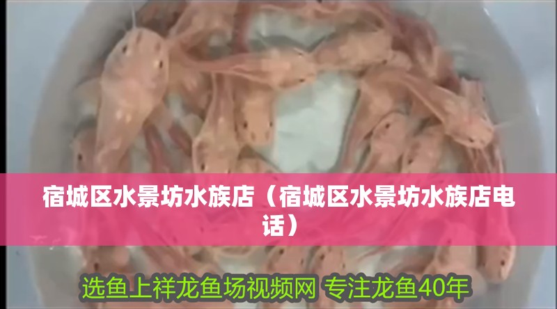 宿城區(qū)水景坊水族店（宿城區(qū)水景坊水族店電話）